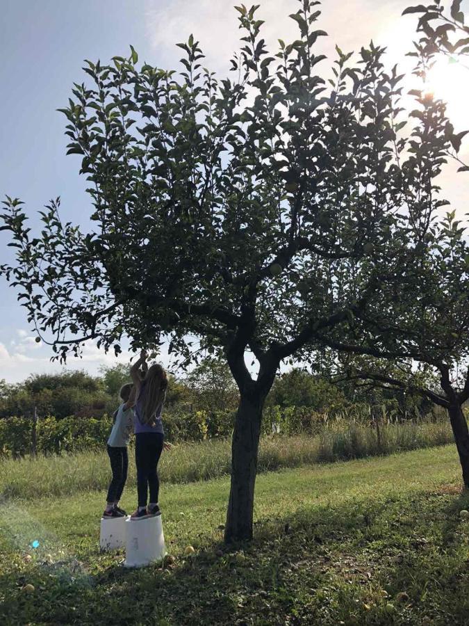 Baranja Black Hill'S Gajic Eksteriør bilde